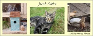 justcats-deb.blogspot