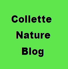 collettenatureblog